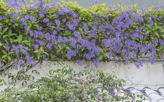 Morada das Flôres