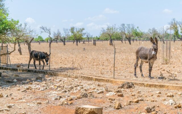 Finca SON Baulo