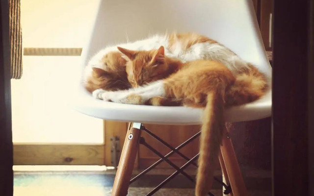 meeting the cats hostel