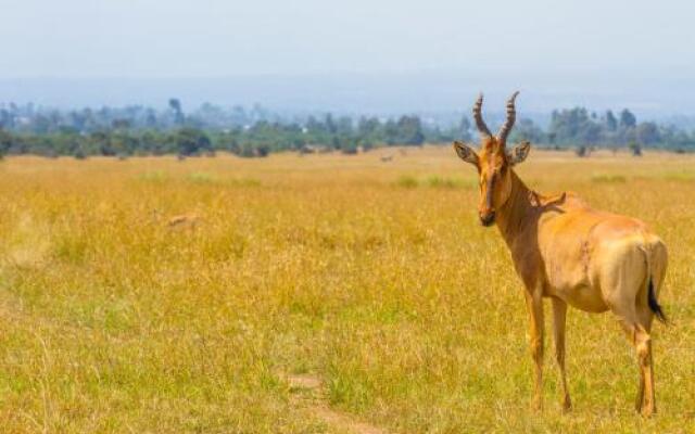 Ol Pejeta Mansion