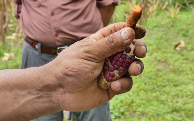 The Tranquilo Lodge - All meals included