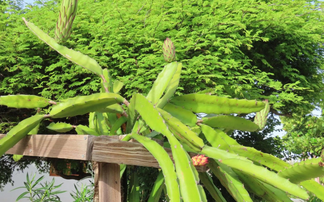 Naïma Luxury Cottage