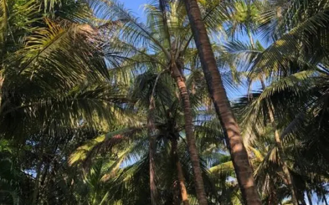 Mango Beach House - the SPA @ Awas - Alibaug