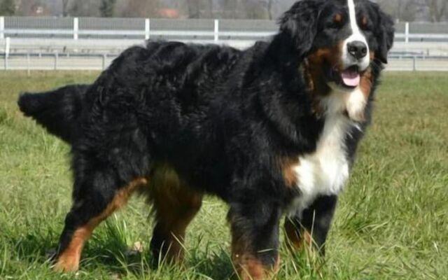 Hotel Chalet Bergblick