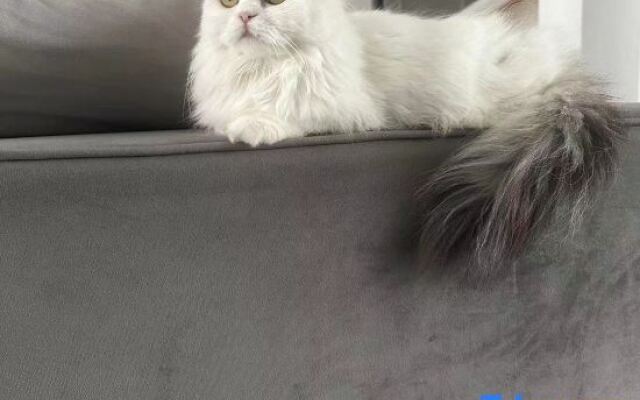 Shanghai Oak Su OAK·Parent-child Vacation·Pool Vacation Beauty Su