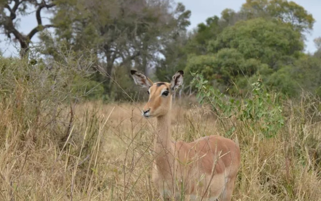 The Baobab Bush Lodge