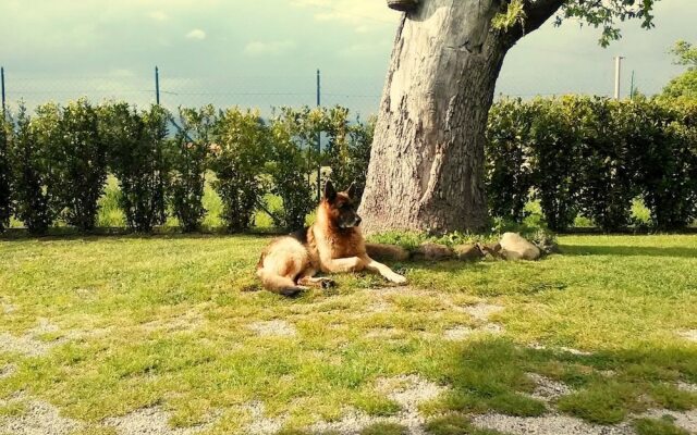 Al Bosco delle Api