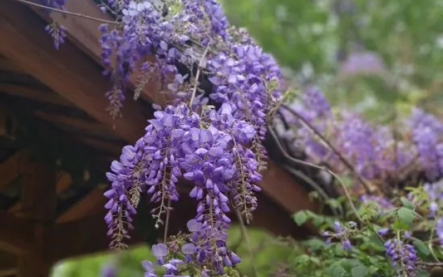 Yunshe Puju Guesthouse