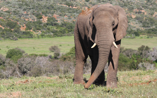 The Safari Lodge