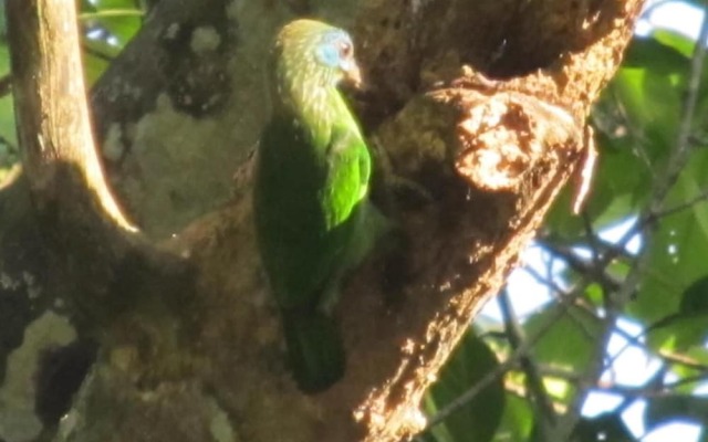 Bandura Kalawana Rainforest Bungalow