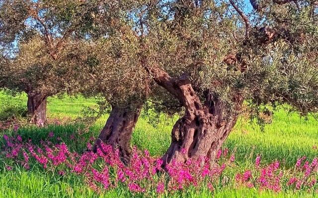 Bed and Breakfast Villa Nella
