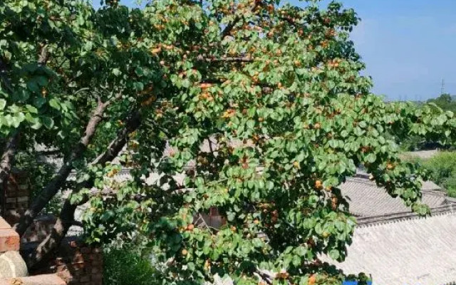 Badaling Town Grape Courtyard