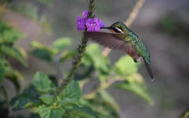 Wildlife Paradise