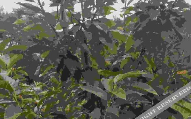 Shaoshan Huayazi Hotel