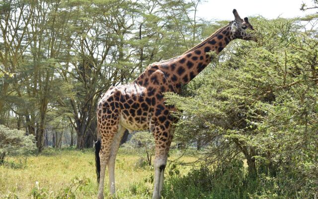 Lake Nakuru Lodge