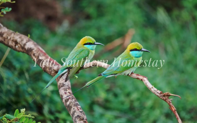 Yala Southern Homestay