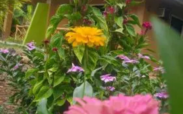 MIKI's Guest House