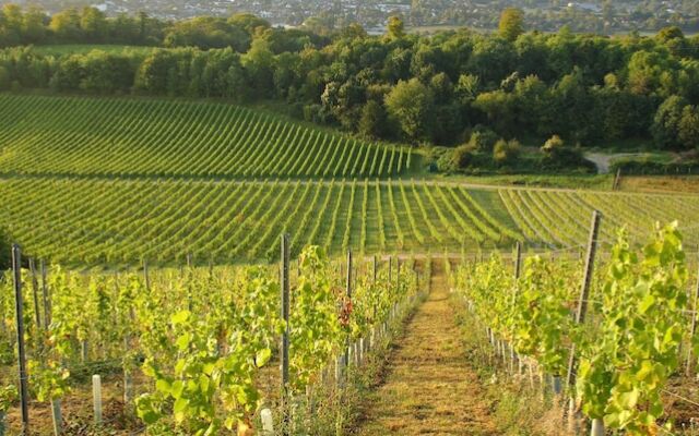 Denbies Farmhouse B&B