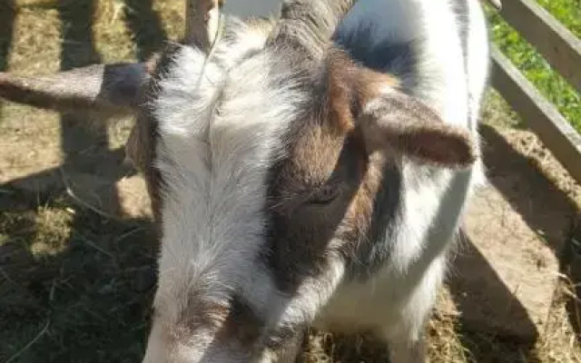 Yourte 4 personnes proche Provins et Disney