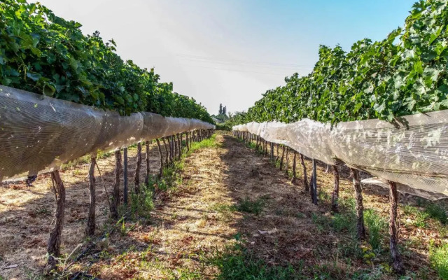 Mettler Winery