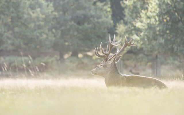Traditional Home in Kew Gardens