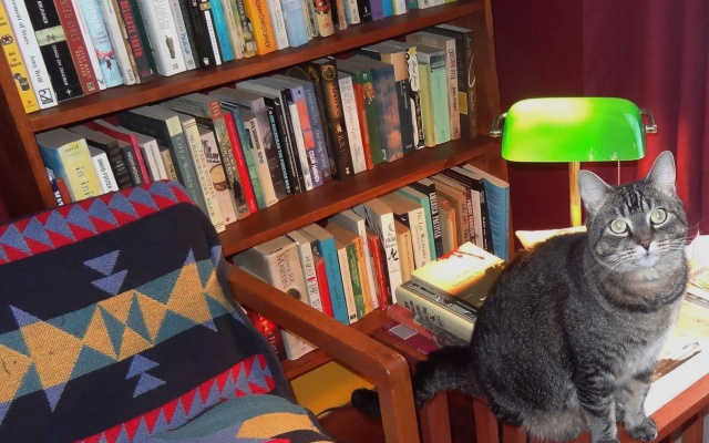 The One Cat B&B