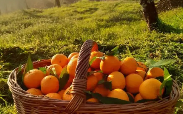 A Casa Com 2 Pereiras