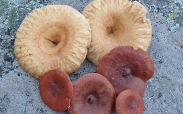 Holiday Home Rukaniemen kontio