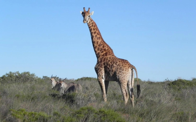 Thali Thali Game Lodge