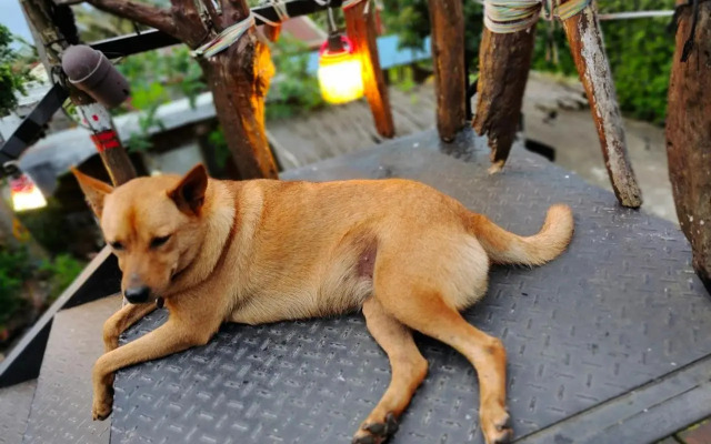 Auntie's Flowers Homestay