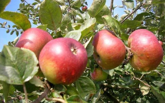Alavera
