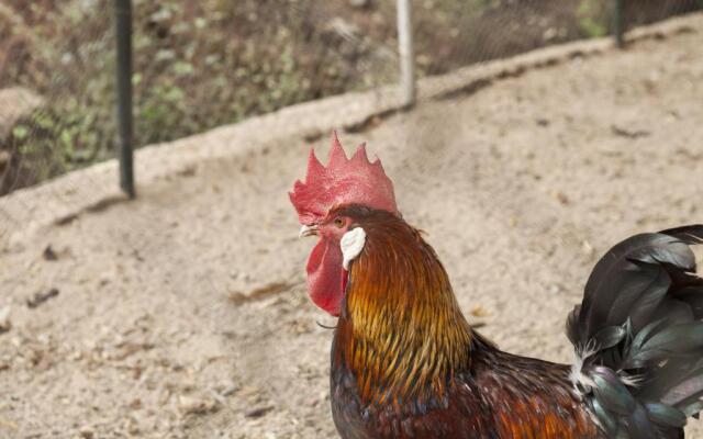 Cortijo La Algallumbilla
