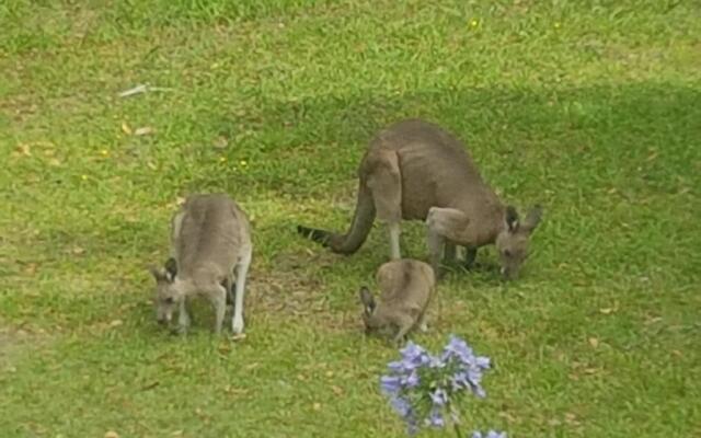 Forest view bungalow