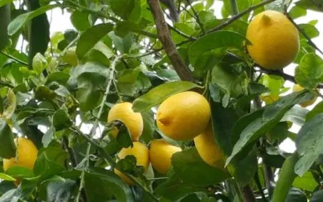 Mandarin Konukevi