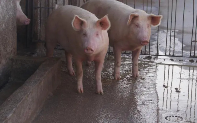 Agriturismo Sentiero Dei Sapori