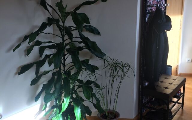 Apartamento Conde Luna