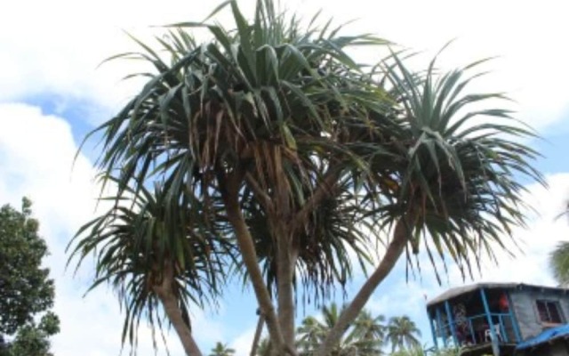 Tanna Ikamir Bungalows and Accomodations