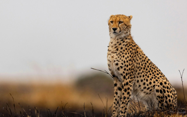 The Ritz-Carlton, Masai Mara Safari Camp