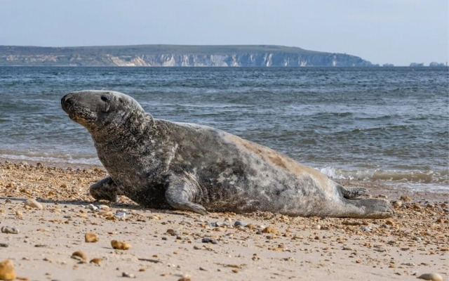 Muhuhu - Luxury Apartment