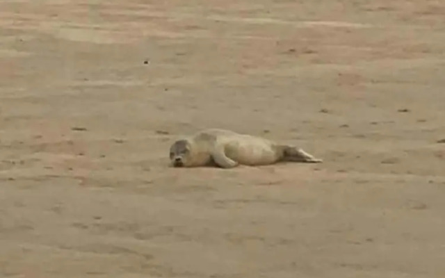 Seaside Chalet /caravan Retreat in Great Yarmouth