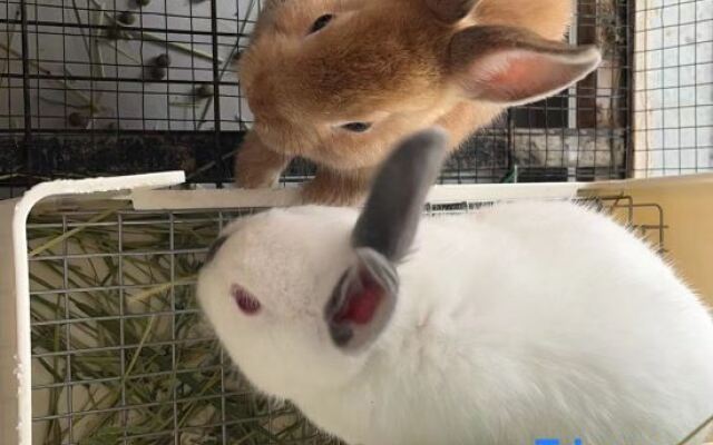 Shanghai Dixuan Narada Bieyuan Resort