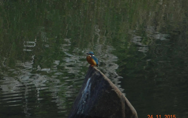 Windsor Tiger Resort