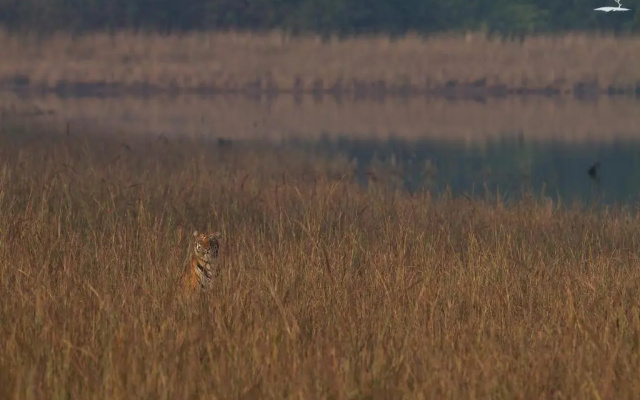 Red Earth Tadoba
