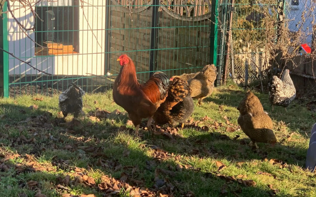 Blockhausvermietung "Vor dem Gröperntor"