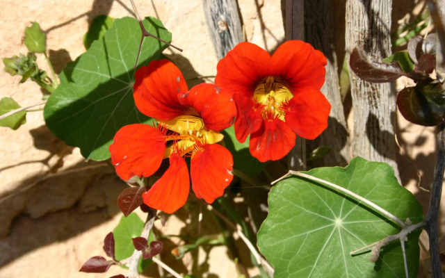 Petit Hotel Es Figueral