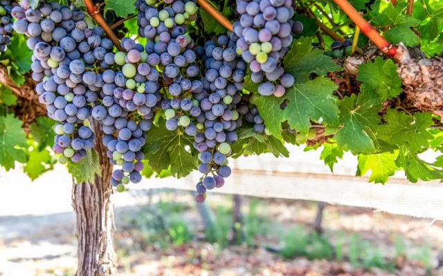 Mettler Winery