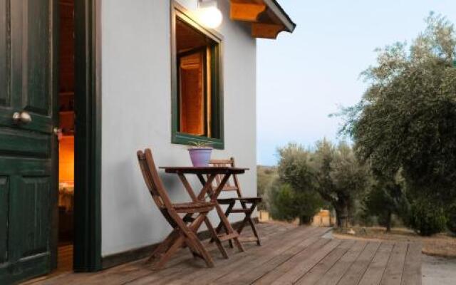 Olive Grove