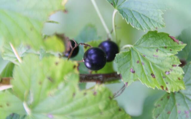 Wirtseppelerhof Apartments