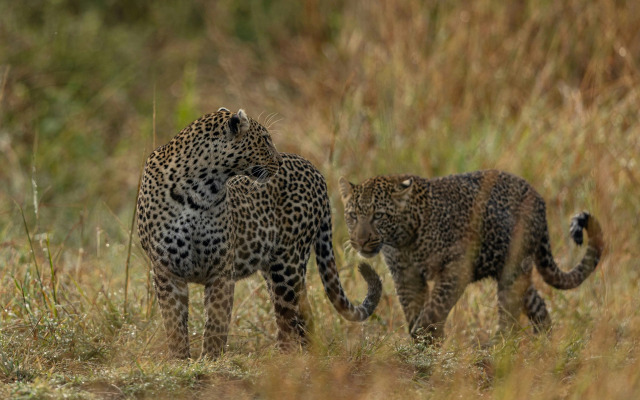 The Ritz-Carlton, Masai Mara Safari Camp