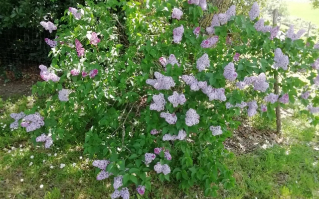 The Papavero Apartment-Appartamento Papavero